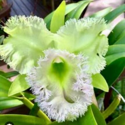 Rlc. Golf Green 'Hair Pig' JC/AOS (2” Pot)
