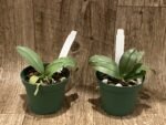 Mini Kingidium deliciosum  ( Phalaenopsis deliciosa) (3” pot) - Image 3