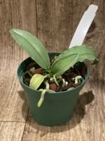 Mini Kingidium deliciosum  ( Phalaenopsis deliciosa) (3” pot) - Image 5