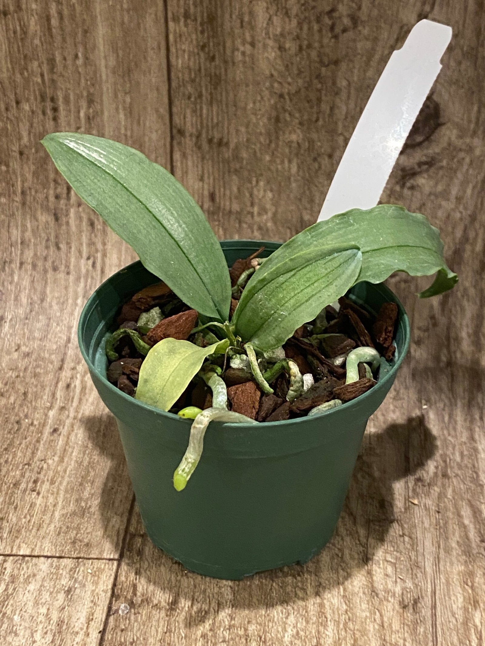 il_fullxfull.5578012556_eb4x.jpg Mini Kingidium deliciosum  ( Phalaenopsis deliciosa) (3” pot) - Image 5