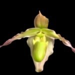 In Spike Phrag. longifolium ‘Pink’ (4.5" pot)