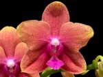 IN SPIKE Phalaenopsis Sunset Beauty (3” pot)