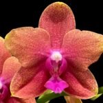 IN SPIKE Phalaenopsis Sunset Beauty (3” pot)