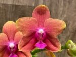 IN SPIKE Phalaenopsis Sunset Beauty (3” pot) - Image 2