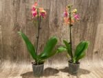 IN SPIKE Phalaenopsis Sunset Beauty (3” pot) - Image 4