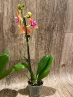 IN SPIKE Phalaenopsis Sunset Beauty (3” pot) - Image 7