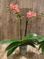 Fragrant Phalaenopsis New Hybrid Novelty Orange Color 2 Spikes (3.5" pot) - Image 6