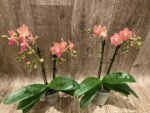 Fragrant Phalaenopsis New Hybrid Novelty Orange Color 2 Spikes (3.5" pot) - Image 8