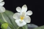 Mini Phalaenopsis parishii alba 3 Growths (3” Pot)