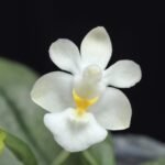 Mini Phalaenopsis parishii alba 3 Growths (3” Pot)
