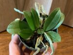 Mini Phalaenopsis parishii alba 3 Growths (3” Pot) - Image 2