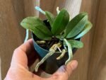 Mini Phalaenopsis parishii alba 3 Growths (3” Pot) - Image 4
