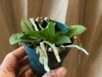 Mini Phalaenopsis parishii alba 3 Growths (3” Pot) - Image 5