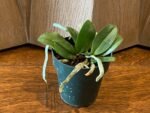 Mini Phalaenopsis parishii alba 3 Growths (3” Pot) - Image 6