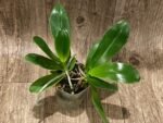 DOUBLE PLANTS Fragrant - Phalaenopsis hieroglyphica × sib (3” Pot) - Image 2