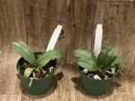 Mini Kingidium deliciosum  ( Phalaenopsis deliciosa) (3” pot) - Image 4