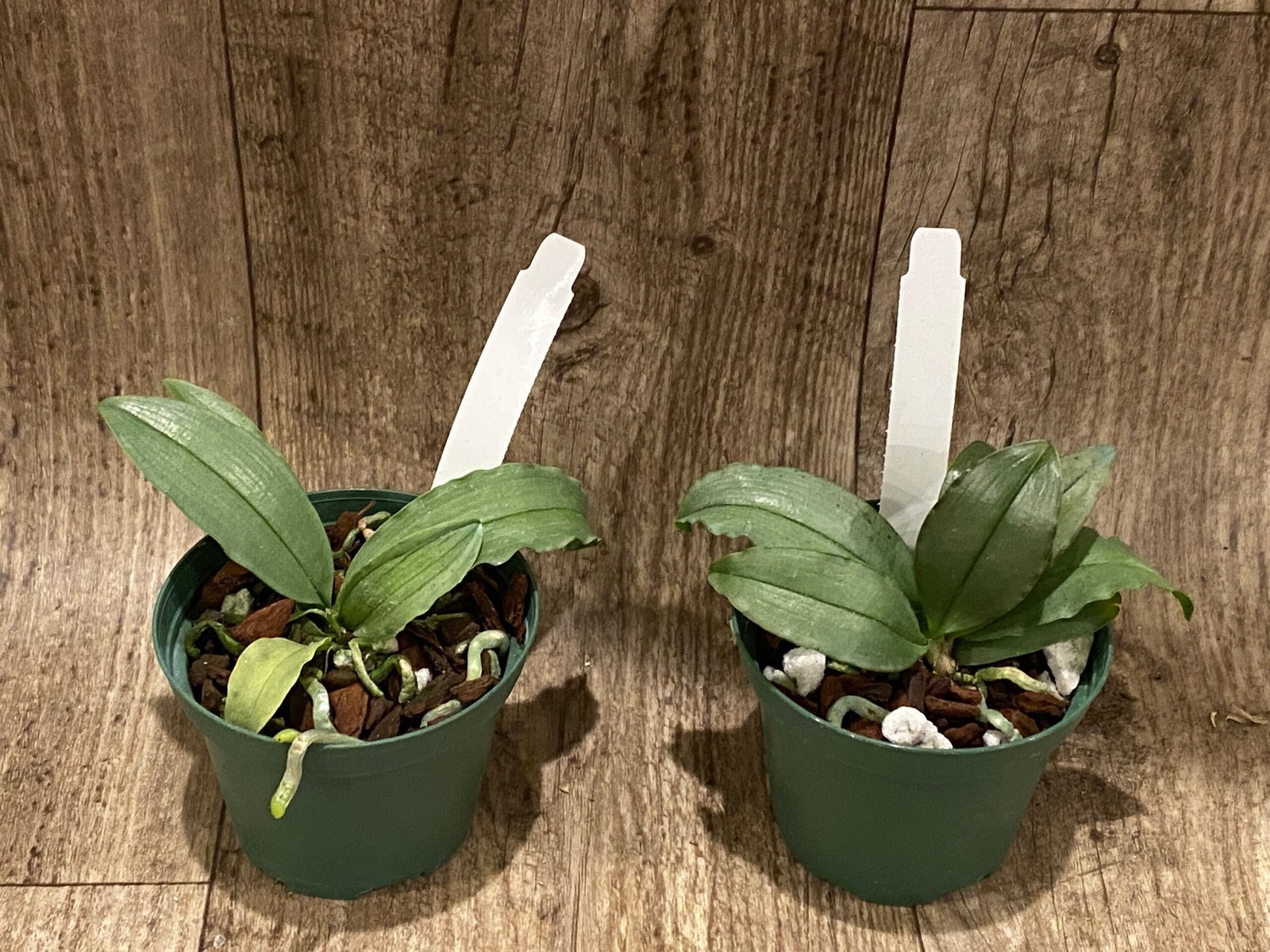 il_fullxfull.5626119619_i9ps.jpg Mini Kingidium deliciosum  ( Phalaenopsis deliciosa) (3” pot) - Image 4