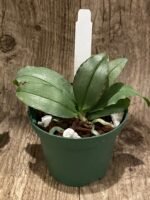 Mini Kingidium deliciosum  ( Phalaenopsis deliciosa) (3” pot) - Image 6
