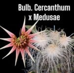 Bulbophyllum cercanthum × medusae (3” Pot)