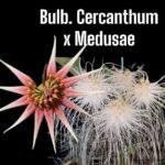 Bulbophyllum cercanthum × medusae (3” Pot)