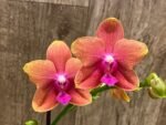 IN SPIKE Phalaenopsis Sunset Beauty (3” pot) - Image 3