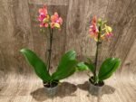 IN SPIKE Phalaenopsis Sunset Beauty (3” pot) - Image 5