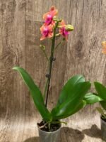 IN SPIKE Phalaenopsis Sunset Beauty (3” pot) - Image 6
