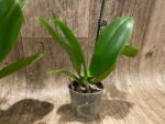 IN SPIKE Phalaenopsis Sunset Beauty (3” pot) - Image 9