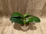 Phalaenopsis  Novelty Orange 2 Plants per pot (4.5" pot) - Image 7