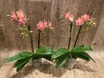 Fragrant Phalaenopsis New Hybrid Novelty Orange Color 2 Spikes (3.5" pot) - Image 5