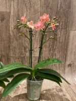 Fragrant Phalaenopsis New Hybrid Novelty Orange Color 2 Spikes (3.5" pot) - Image 7