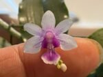 Mini Kingidium deliciosum  ( Phalaenopsis deliciosa) (3” pot) - Image 2