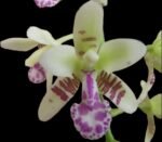 Fragrant - Phalaenopsis (Sedirea) japonica × sib (3” pot)