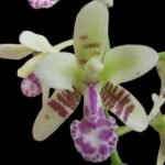 Fragrant - Phalaenopsis (Sedirea) japonica × sib (3” pot)