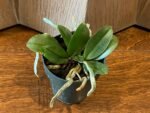 Mini Phalaenopsis parishii alba 3 Growths (3” Pot) - Image 3