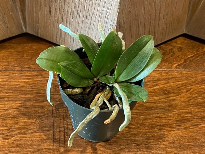 Mini Phalaenopsis parishii alba 3 Growths (3” Pot) - Image 3