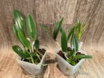 Cattleya Bc. Theresa Ricci (Bc. Hippodamia x C. aclandiae) (3.5” Pot) - Image 3