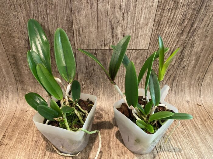 Cattleya Bc. Theresa Ricci (Bc. Hippodamia x C. aclandiae) (3.5” Pot) - Image 3
