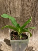 Rhynchostylis gigantea x sib ‘Pink’ (3.5” pot) - Image 5