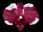 Double Spikes Phalaenopsis Dtps Black Knight (4” Pot)