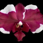 Double Spikes Phalaenopsis Dtps Black Knight (4” Pot)