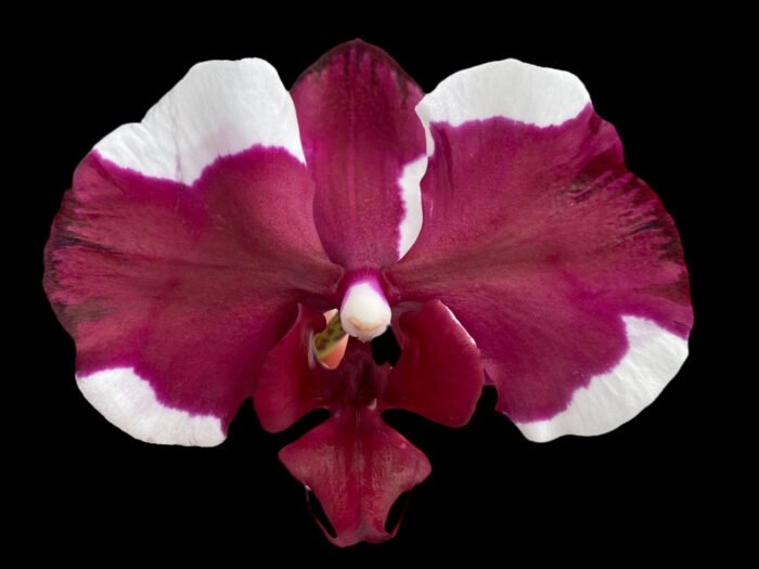 Double Spikes Phalaenopsis Dtps Black Knight (4” Pot) - Image 1