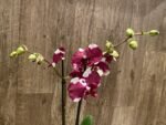 Double Spikes Phalaenopsis Dtps Black Knight (4” Pot) - Image 3