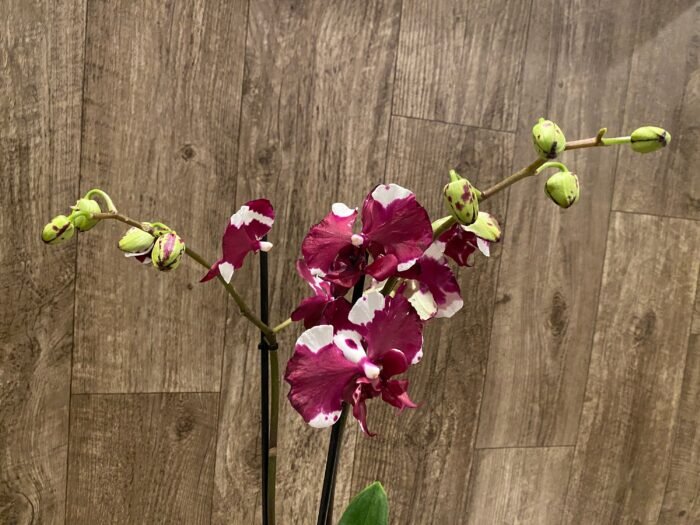 Double Spikes Phalaenopsis Dtps Black Knight (4” Pot) - Image 3