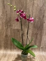 Double Spikes Phalaenopsis Dtps Black Knight (4” Pot) - Image 4