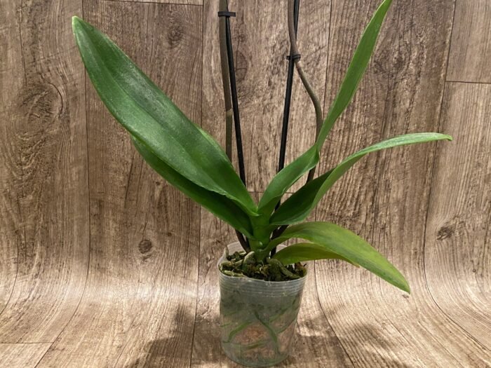 Double Spikes Phalaenopsis Dtps Black Knight (4” Pot) - Image 6