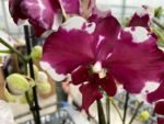 Double Spikes Phalaenopsis Dtps Black Knight (4” Pot) - Image 2