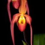 Phrag. Chuck Acker (4.5" pot)