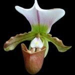 Paph. Memnon (charlesworthii alba x spicerianum) Multi-growths (2" pot)