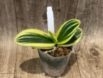 Phalaenopsis amabilis variegated (3” Pot) - Image 2